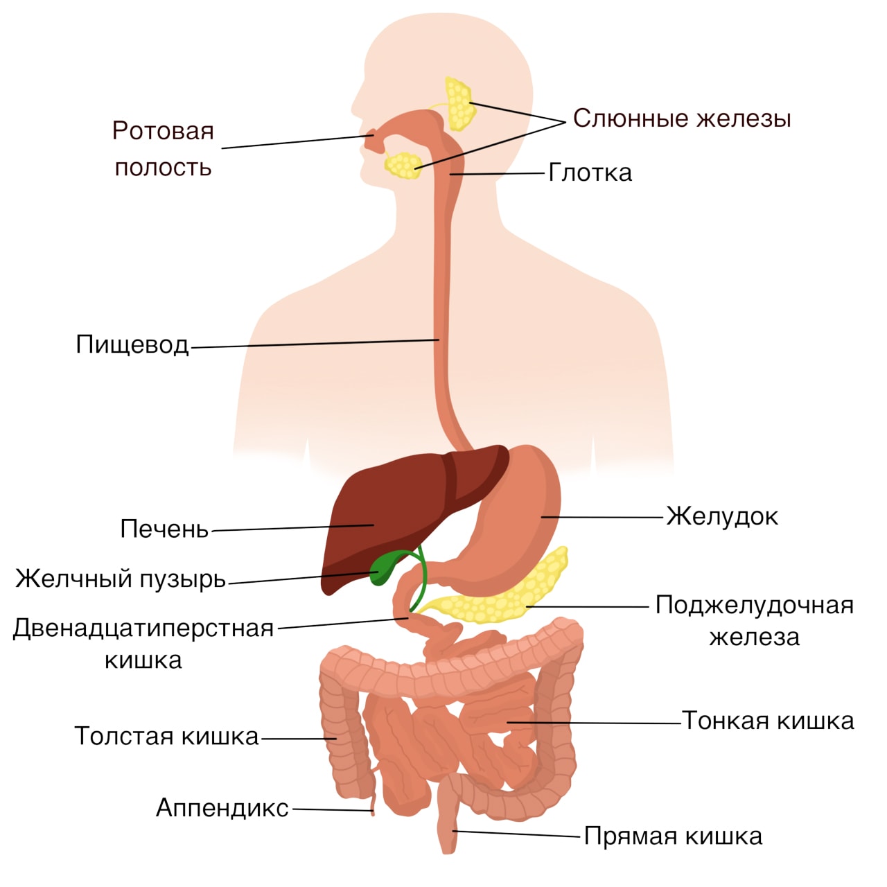 Разновидности диспепсии Разновидности диспепсии